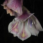 Gladiolus papilio Blomst