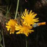 Krigia biflora Flower