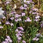 Erinus alpinus Flower