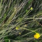 Ranunculus polyanthemos Flors