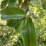 Ximenia americana List