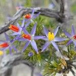 Calectasia narragara Flower