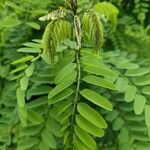 Calpurnia aurea Blad