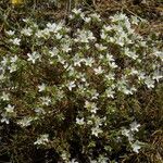 Arenaria aggregata Hábito