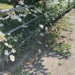 Leucanthemum maximumFlower