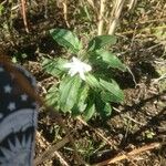 Silene latifoliaFlower