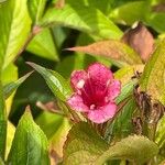 Weigela hortensis Кветка