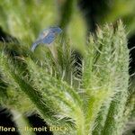 Anchusa arvensis Autre