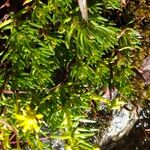 Saxifraga aizoides Fuelha