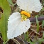 Dalechampia caperonioides