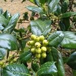 Ilex cornuta ഫലം