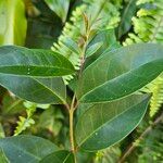 Ligustrum japonicumLeaf