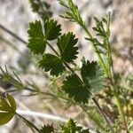 Pimpinella tragium Folha