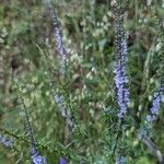 Anarrhinum bellidifolium Habitus