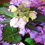 Hydrangea spp. Blad