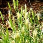 Hordeum murinum Feuille