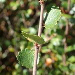 Betula nana Leaf