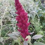 Amaranthus hybridusFlor