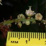 Cupania rufescens Fruit