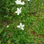 Parnassia cirrata Συνήθη χαρακτηριστικά