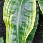 Palisota mannii Hoja