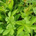 Geum macrophyllum Leaf