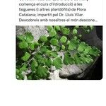 Adiantum capillus-veneris Blad