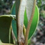 Solmsia calophylla 樹皮