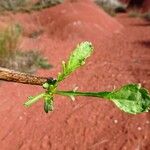 Cephalaria leucantha Leaf