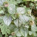 Mentha aquatica পাতা