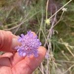 Scabiosa canescens फूल