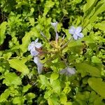 Plumbago europaeaFolha