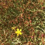 Hypericum triquetrifolium 花