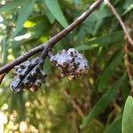 Hakea salicifolia 果實