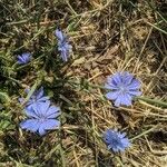 Cichorium intybusFlower