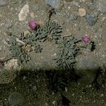 Montiopsis umbellata Plante entière