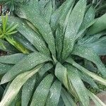 Aspidistra lurida List