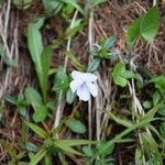 Viola rostrata Flower