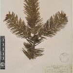 Abies spectabilis Diğer