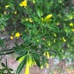 Jasminum fruticans Hoja