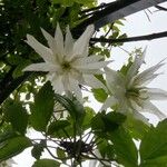 Clematis alpina 花