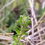 Helichrysum retrorsum Hostoa