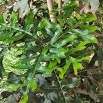 Stenocarpus sinuatus Levél