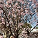 Prunus sargentii 花
