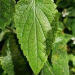 Scutellaria ovata Leaf