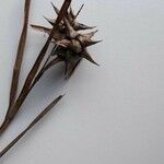 Carex grayi Blüte