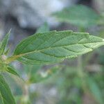 Galeopsis ladanum Foglia