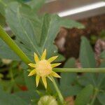 Hibiscus cannabinus Flor