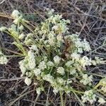 Seseli tortuosum Flower