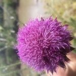 Cirsium vulgareКвітка